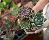 Woman Hands Holding A Pot With Succulents